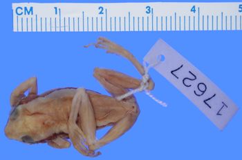 Media type: image; Herpetology A-17627
